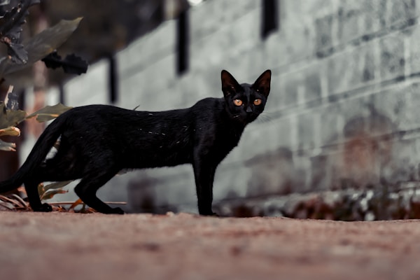 black cat walking on brown dirt during daytime