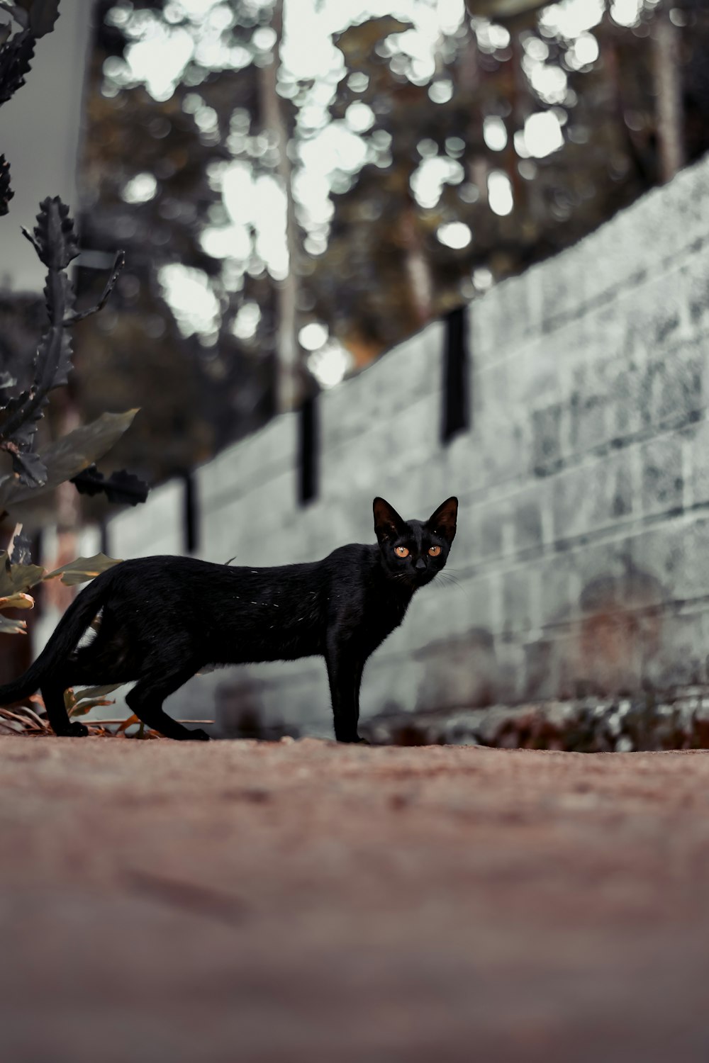 black cat walking on brown dirt during daytime