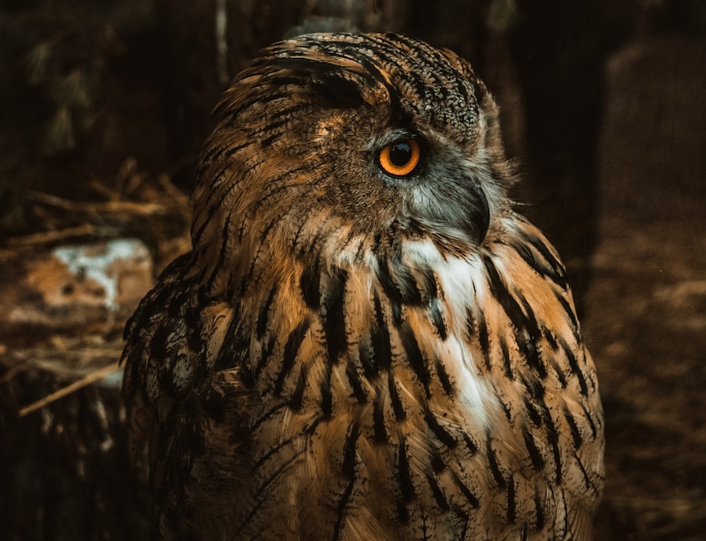 brown and black owl in close up photography