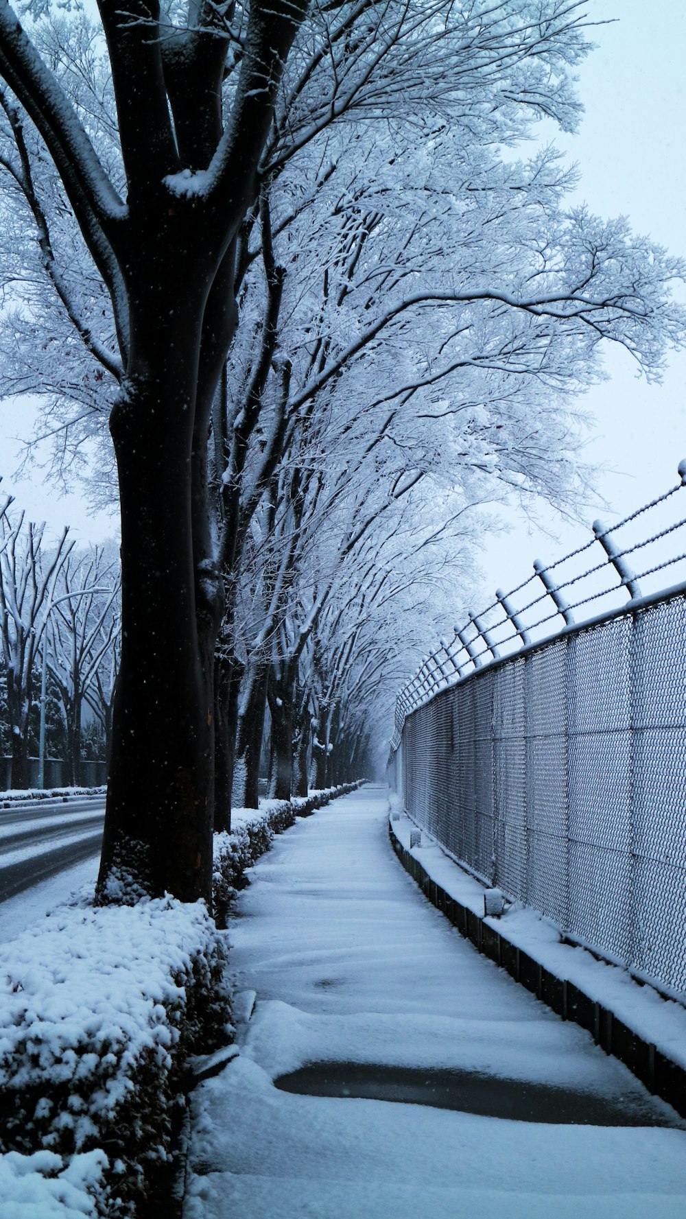 snow covered road between bare trees