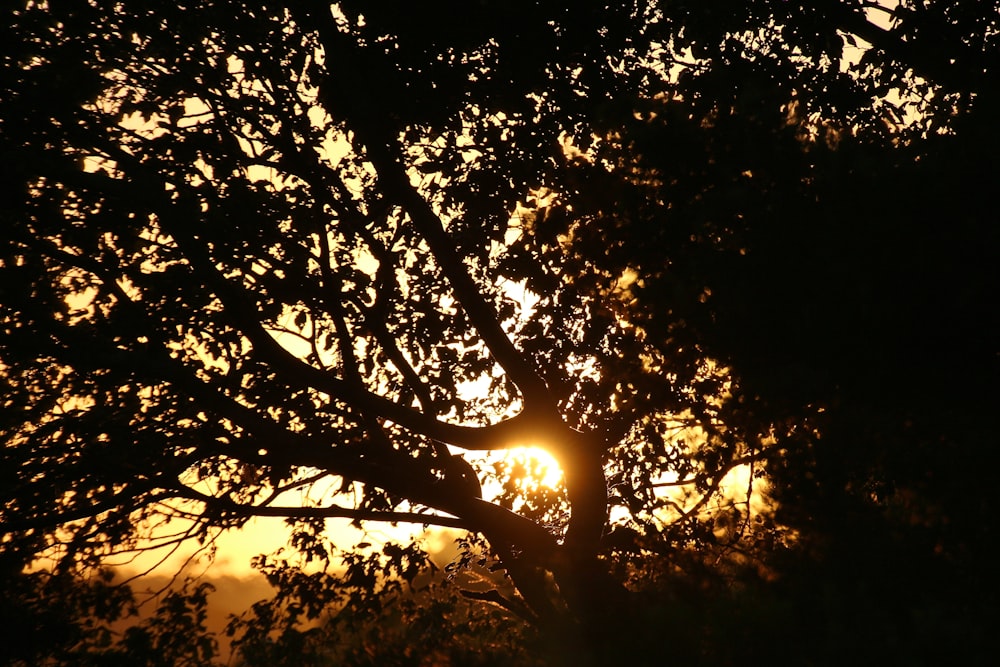 silhouette of trees during sunset