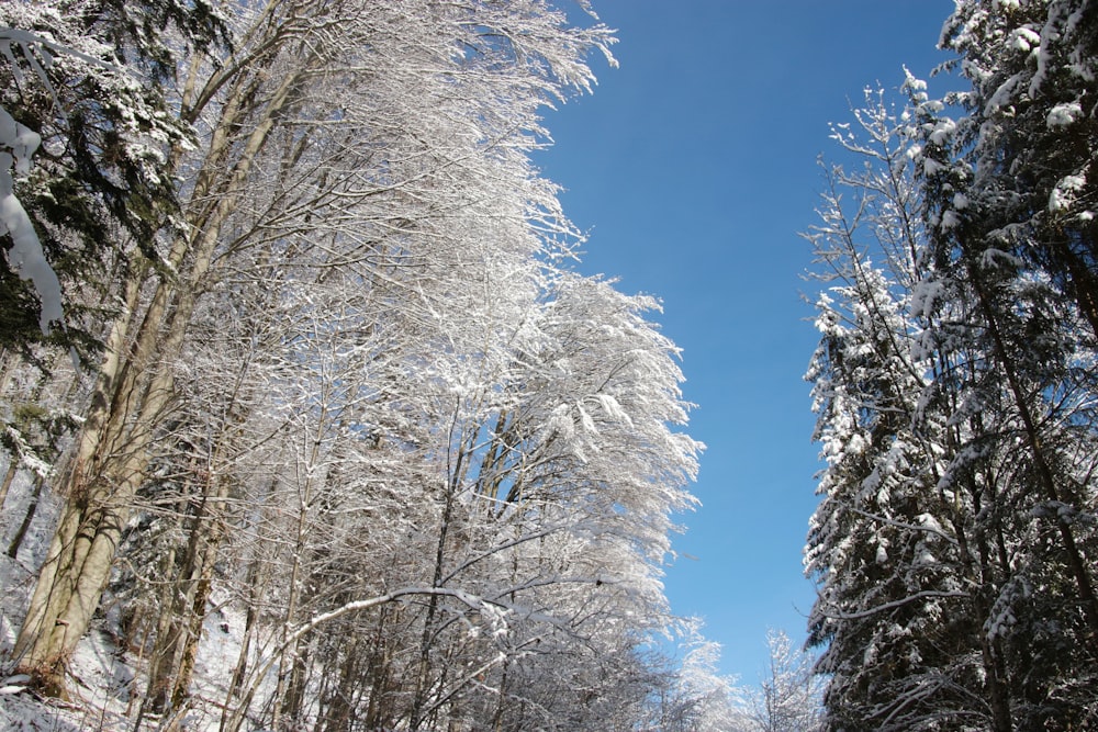 white trees under blue sky during daytime