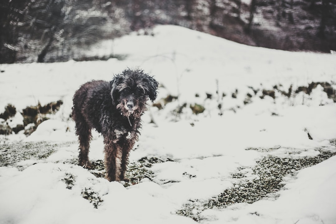 black long coat medium dog running on snow covered ground during daytime