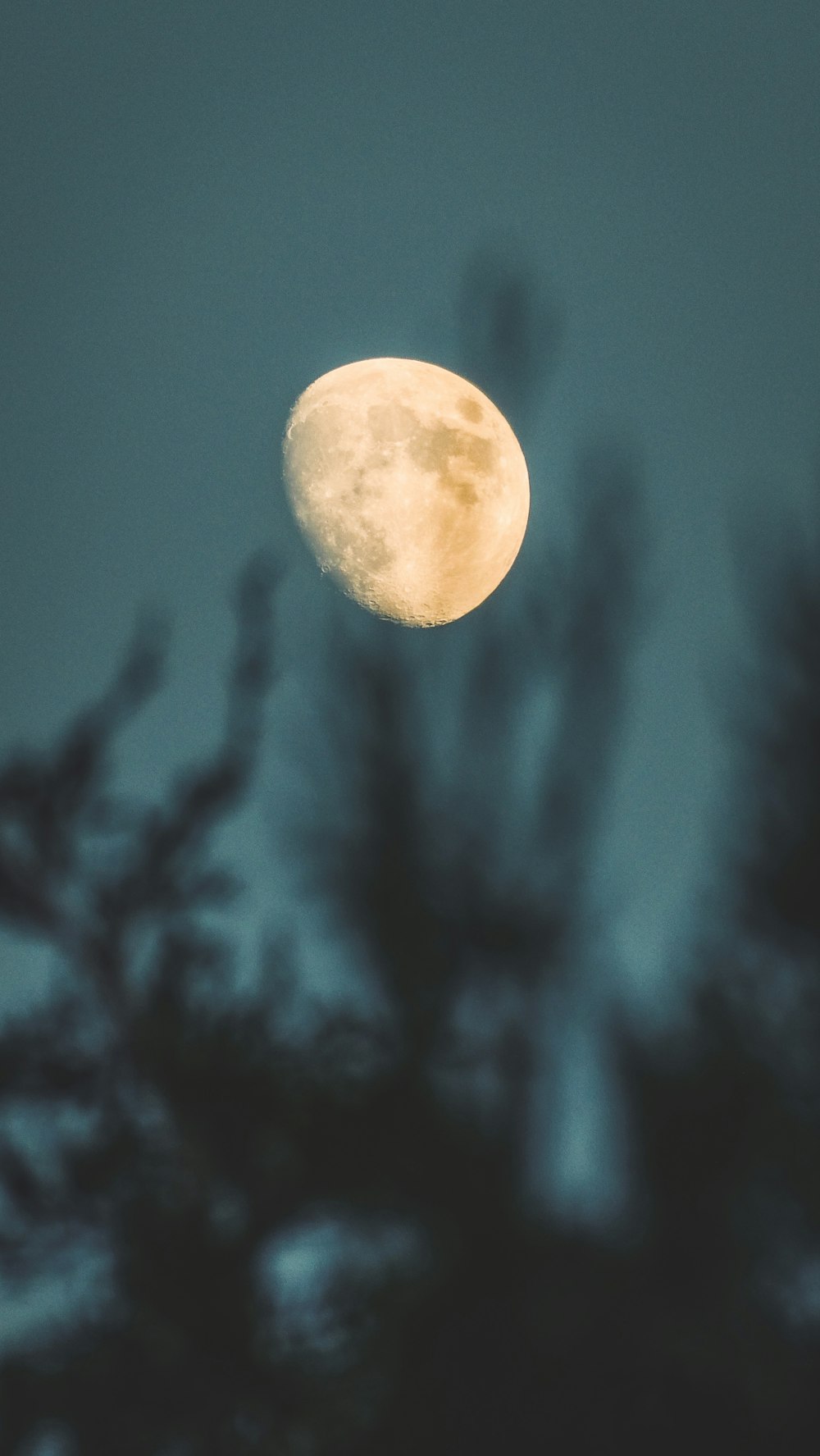 full moon over bare trees