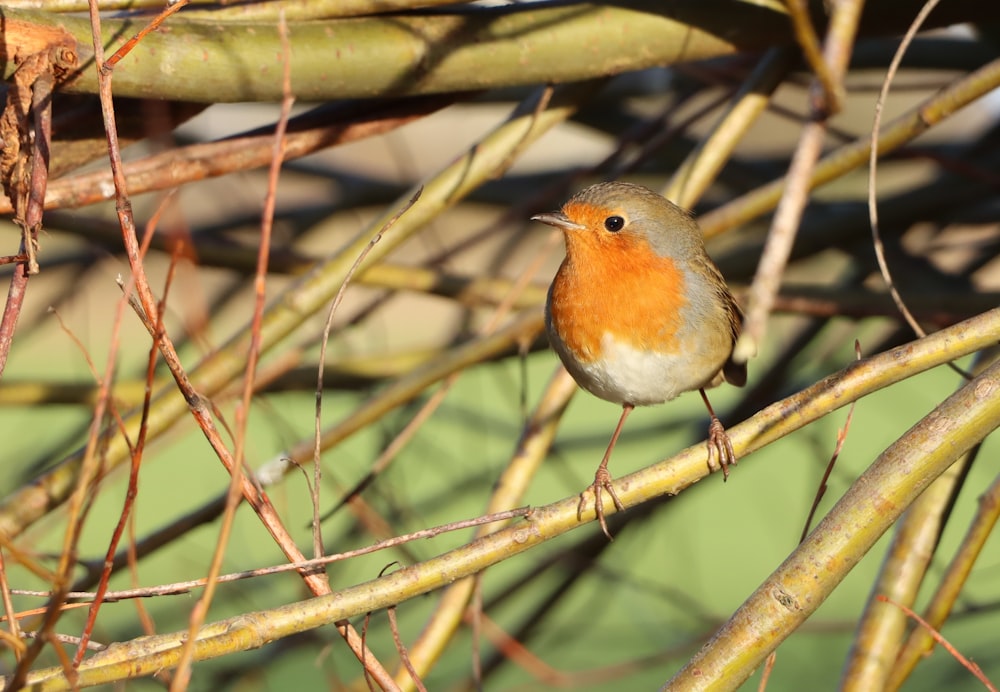 brown and orange bird on tree branch