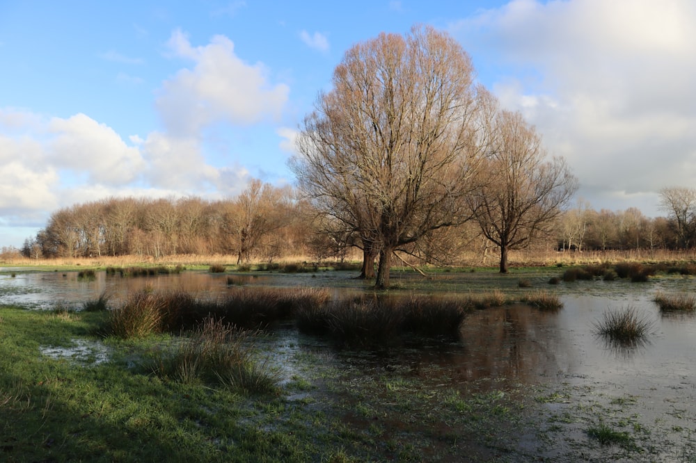 brown trees beside river under blue sky during daytime