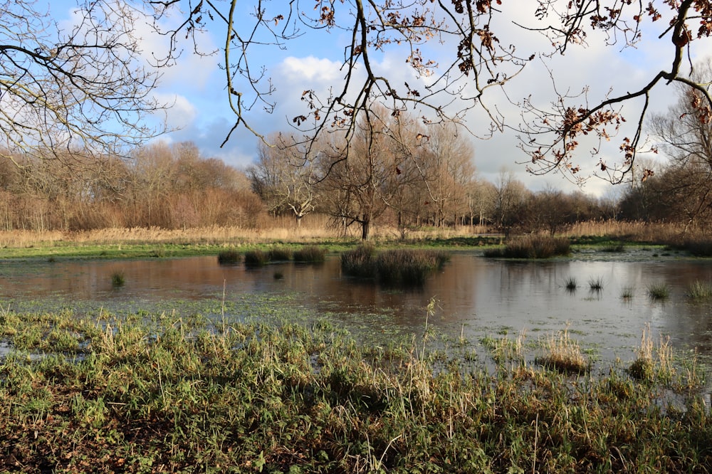 brown trees beside river during daytime