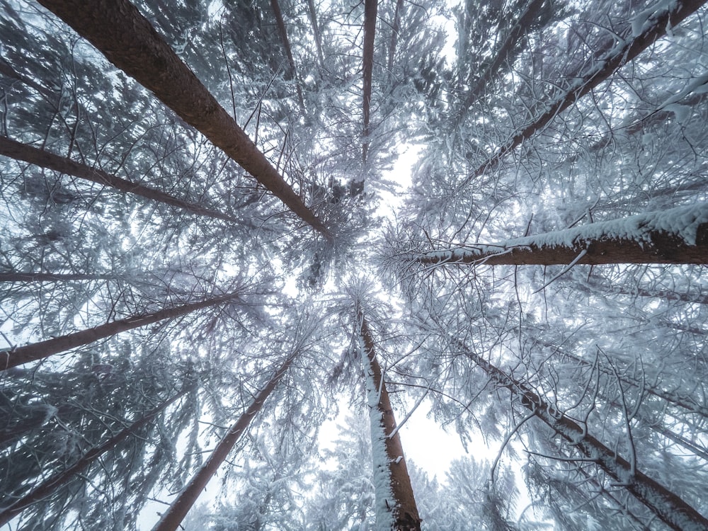 brown tree branches with white leaves