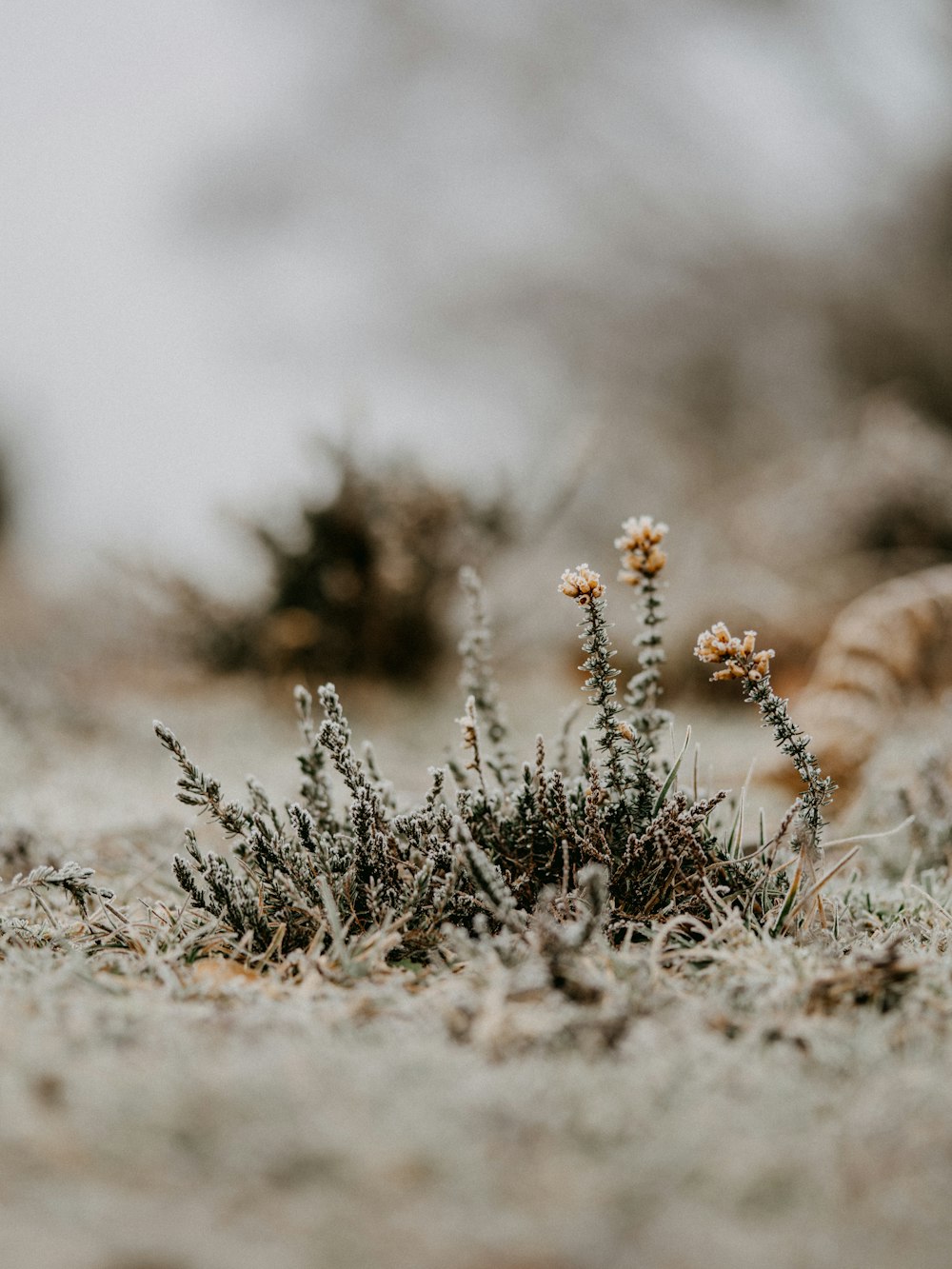 brown and white plant on brown field