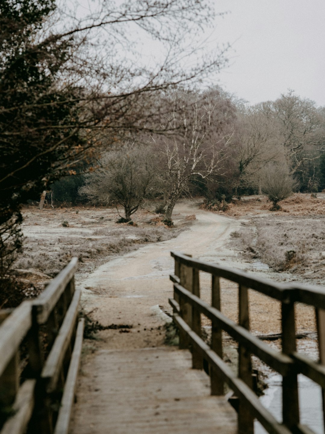 brown wooden fence near bare trees during daytime