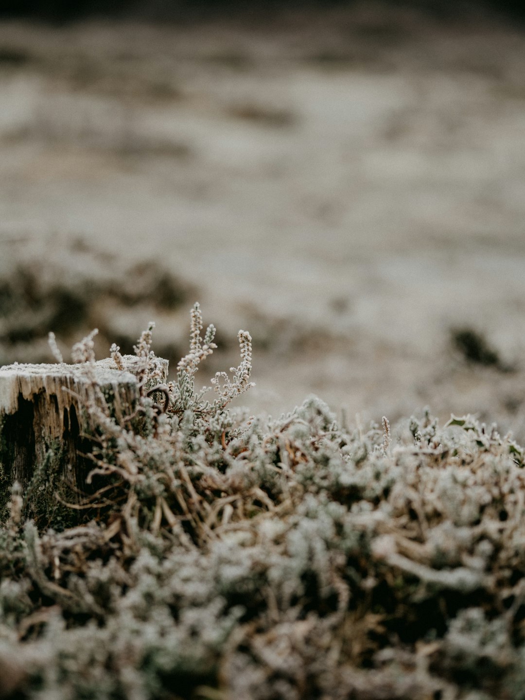 white flowers on brown grass