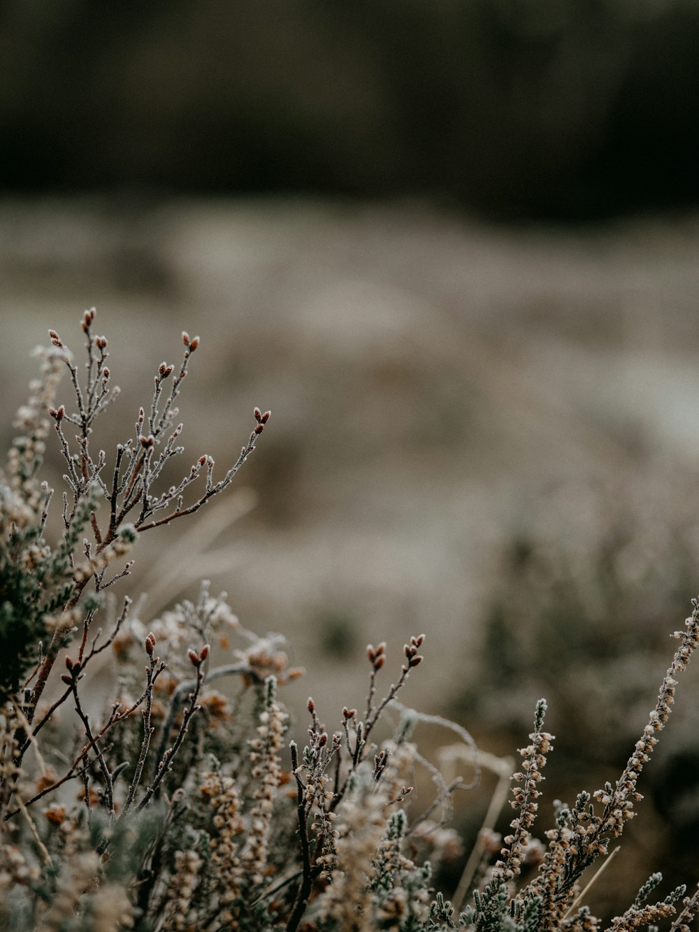 white and brown flowers in tilt shift lens