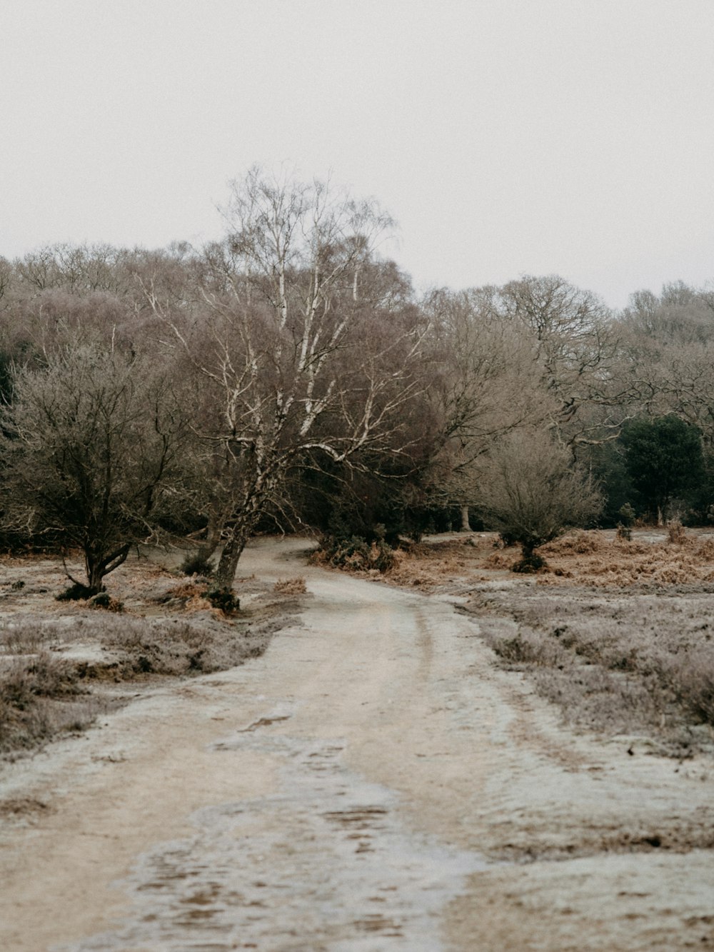 brown trees on brown field during daytime