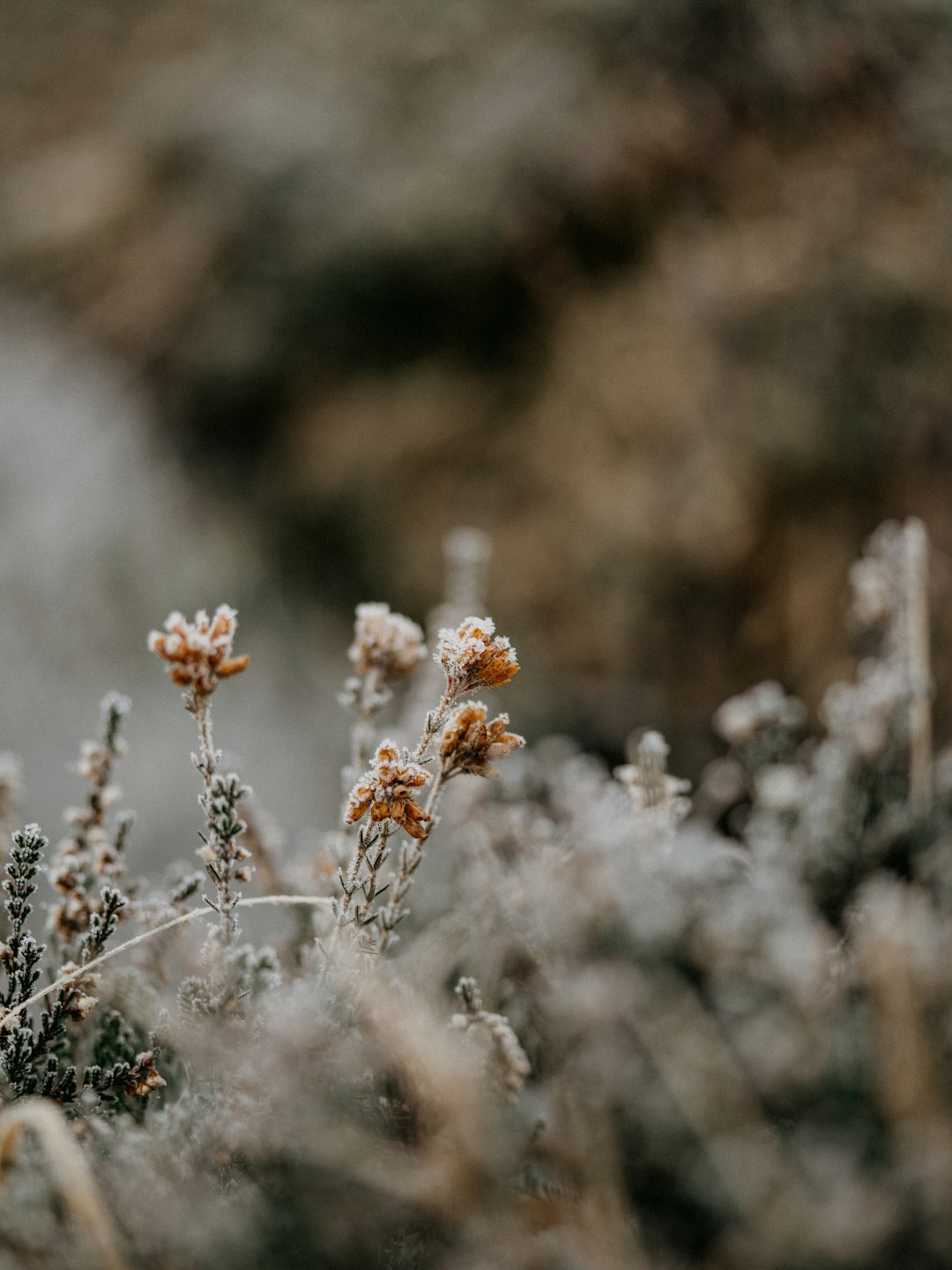 white flowers in tilt shift lens