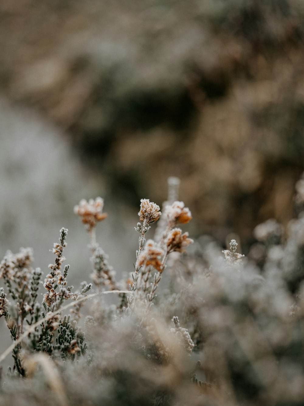 white flowers in tilt shift lens