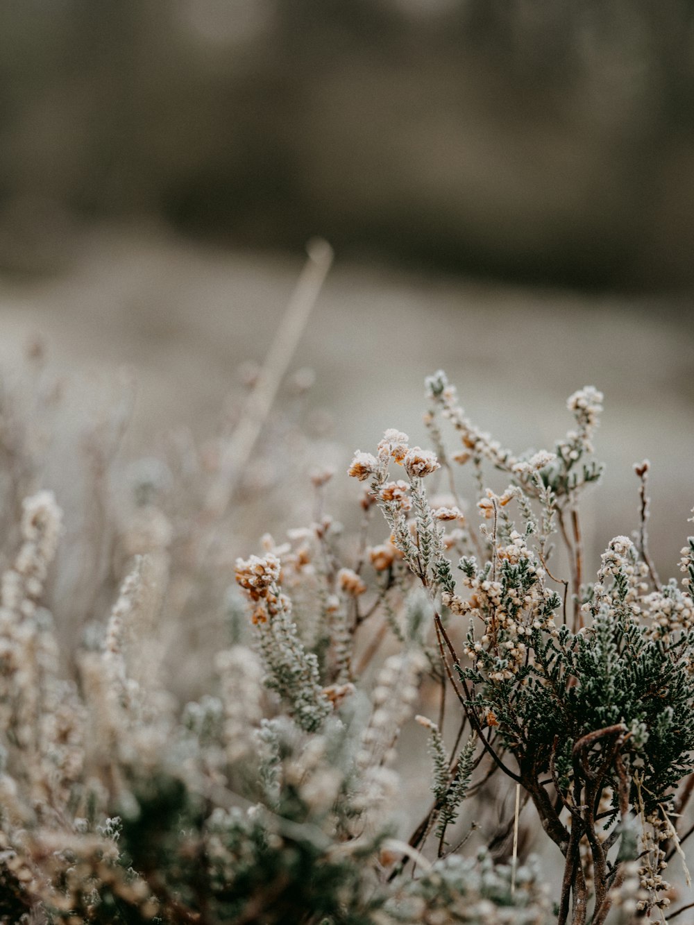 white flowers in tilt shift lens