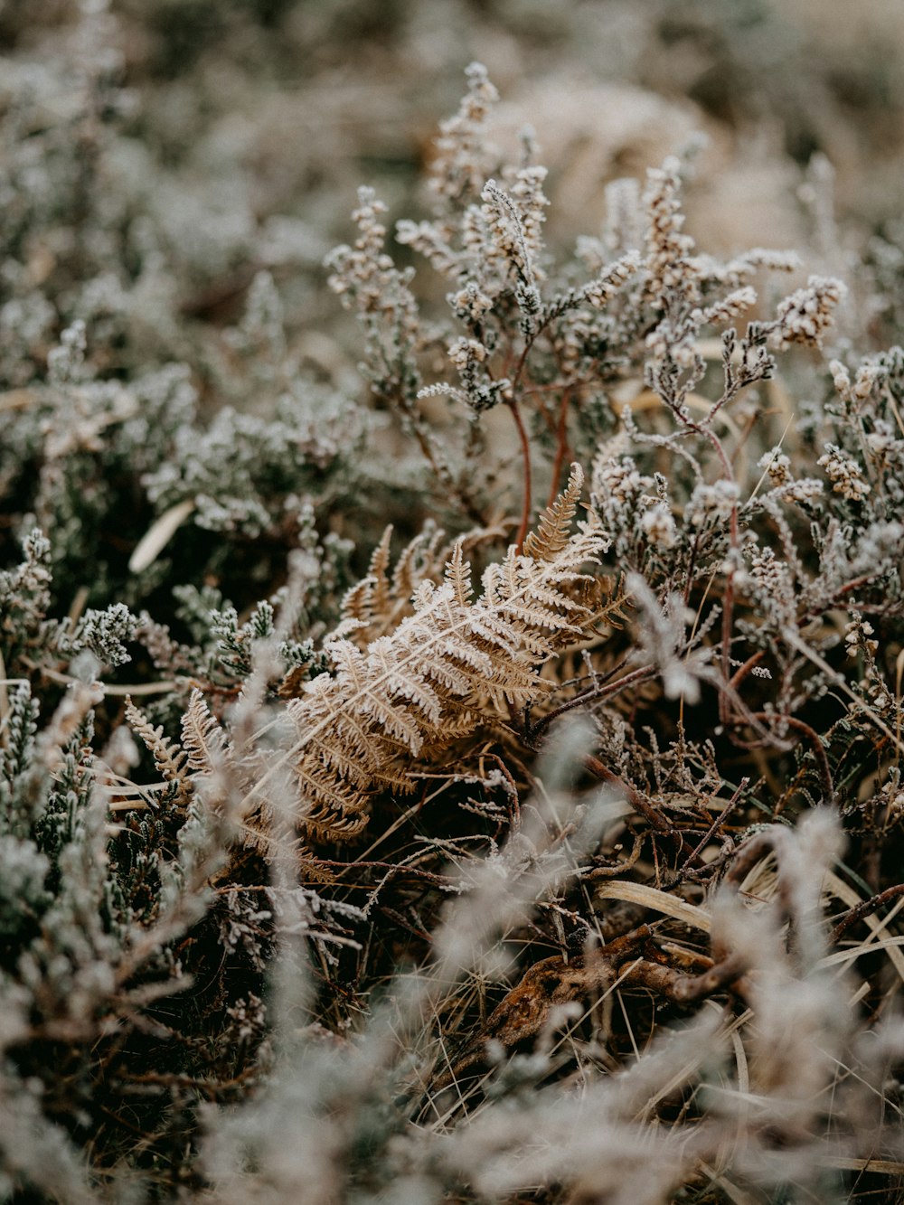 brown and white plant on brown soil