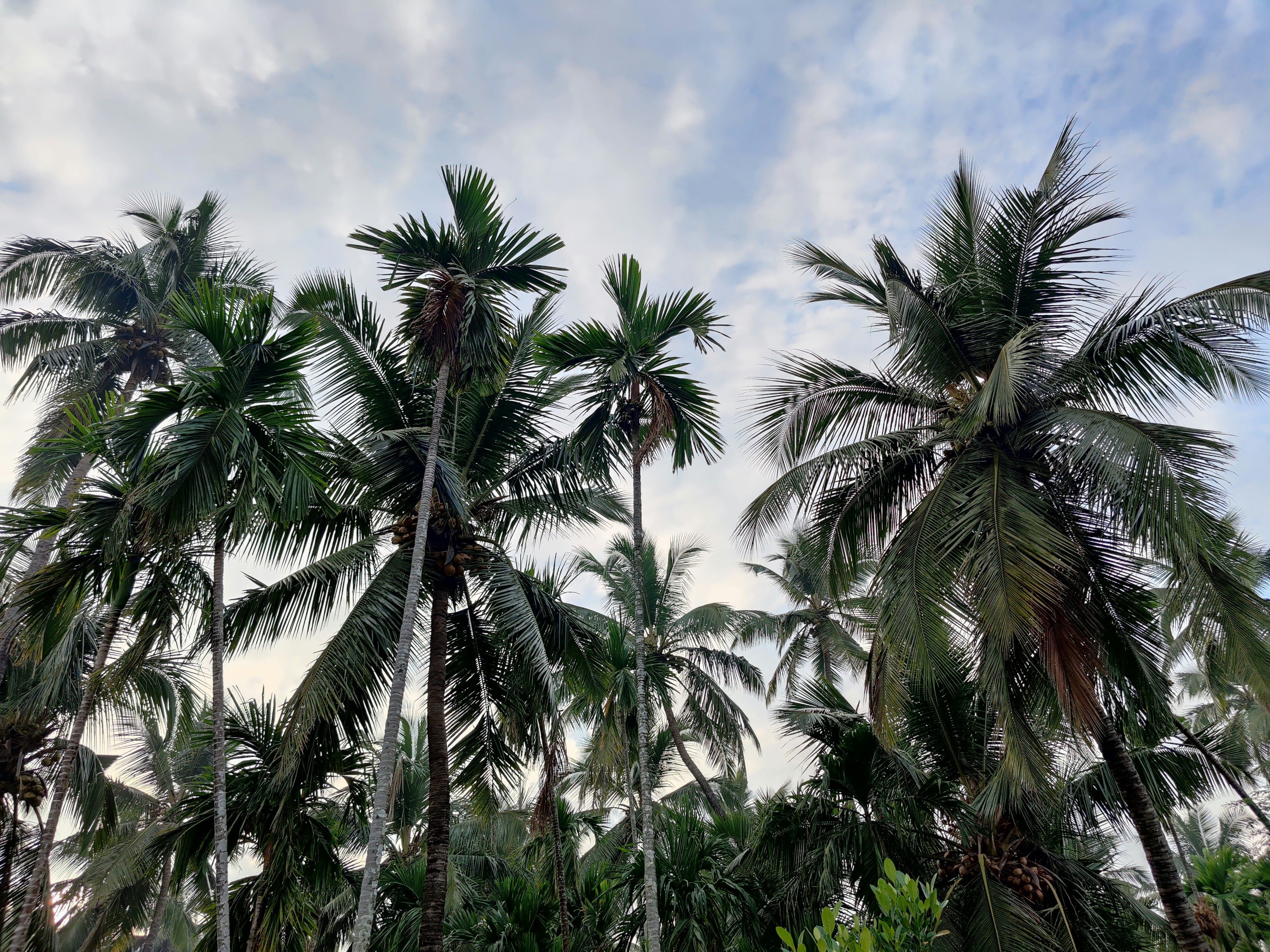Beautiful Goan beach with palm trees