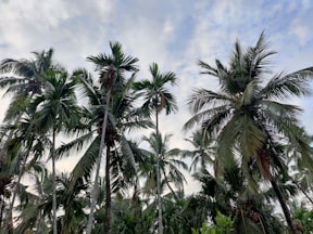 green palm trees under blue sky during daytime