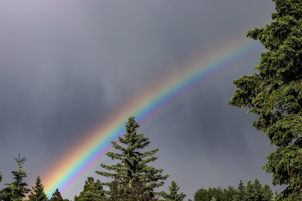 green trees under blue sky with rainbow during daytime