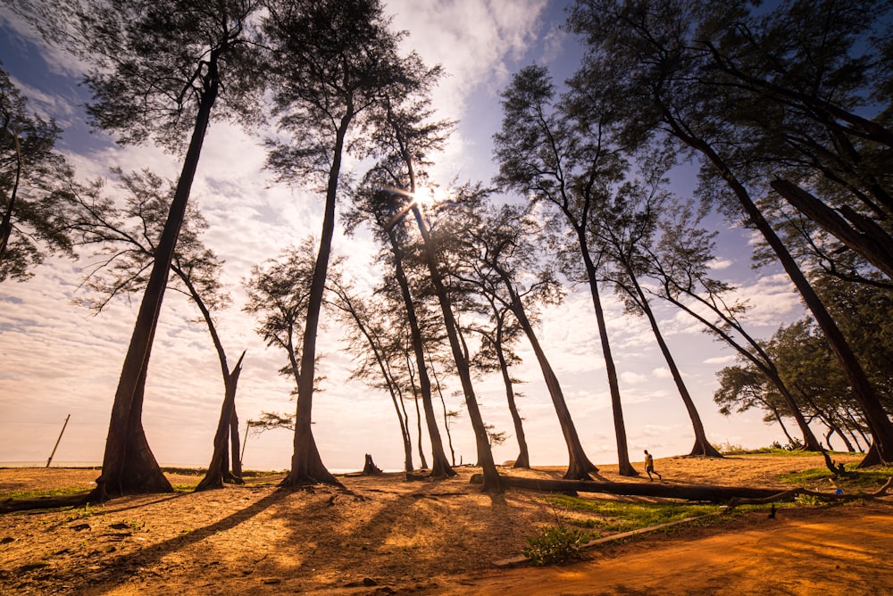 trees on brown field under white clouds