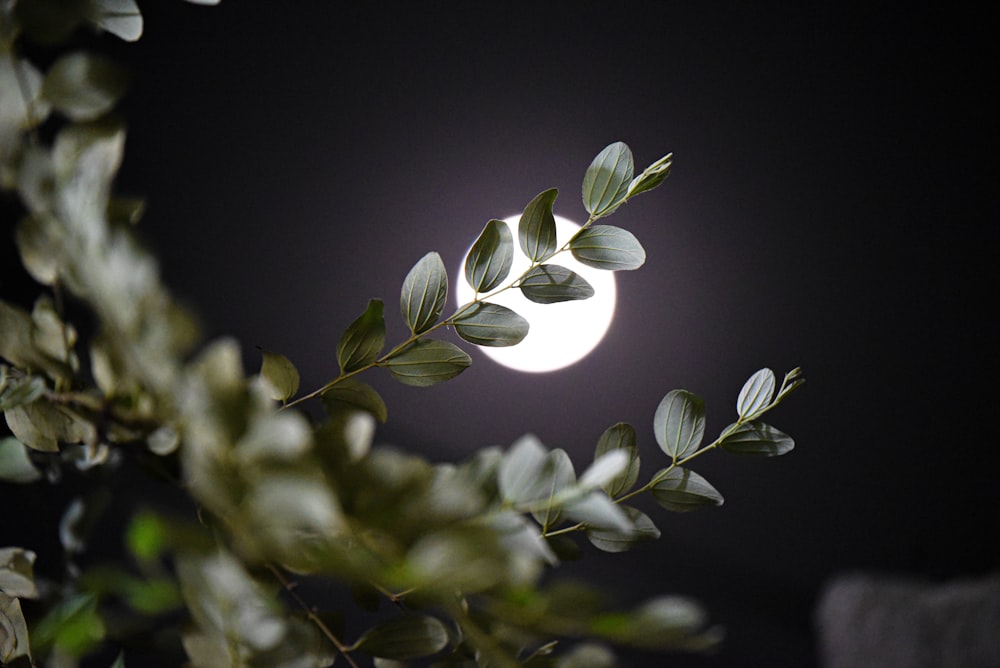 green plant in black background