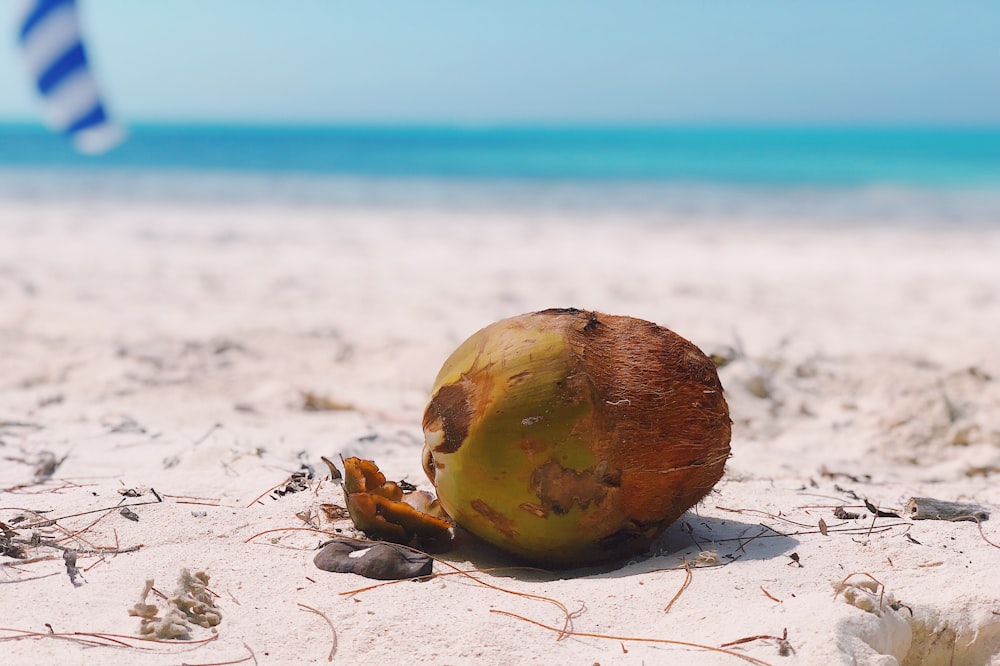 coconut fruit on white sand beach during daytime
