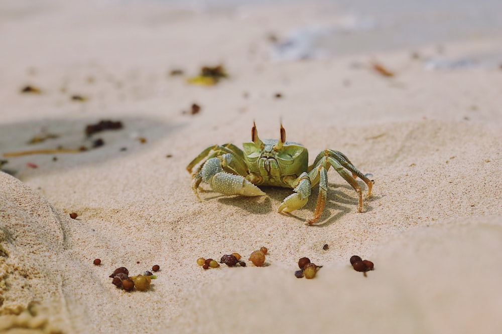 green crab on white sand during daytime
