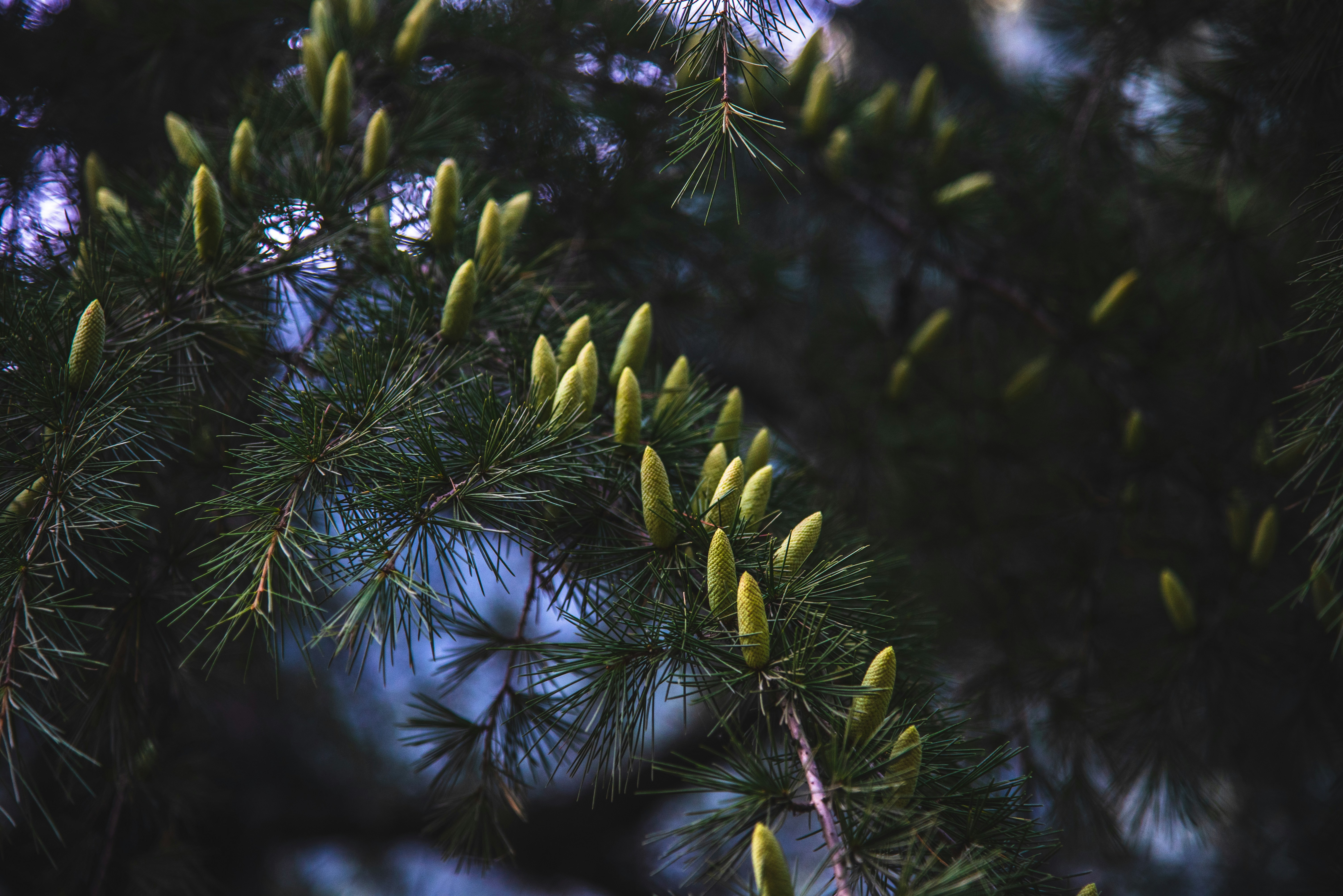 Photo by kotagauni_srinivas