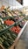 A well-organized display of fresh vegetables in a market setting, including baskets of cucumbers, tomatoes, eggplants, and various root vegetables. Bright labels and signs are visible above each section, and natural light illuminates the produce, enhancing their vibrant colors.