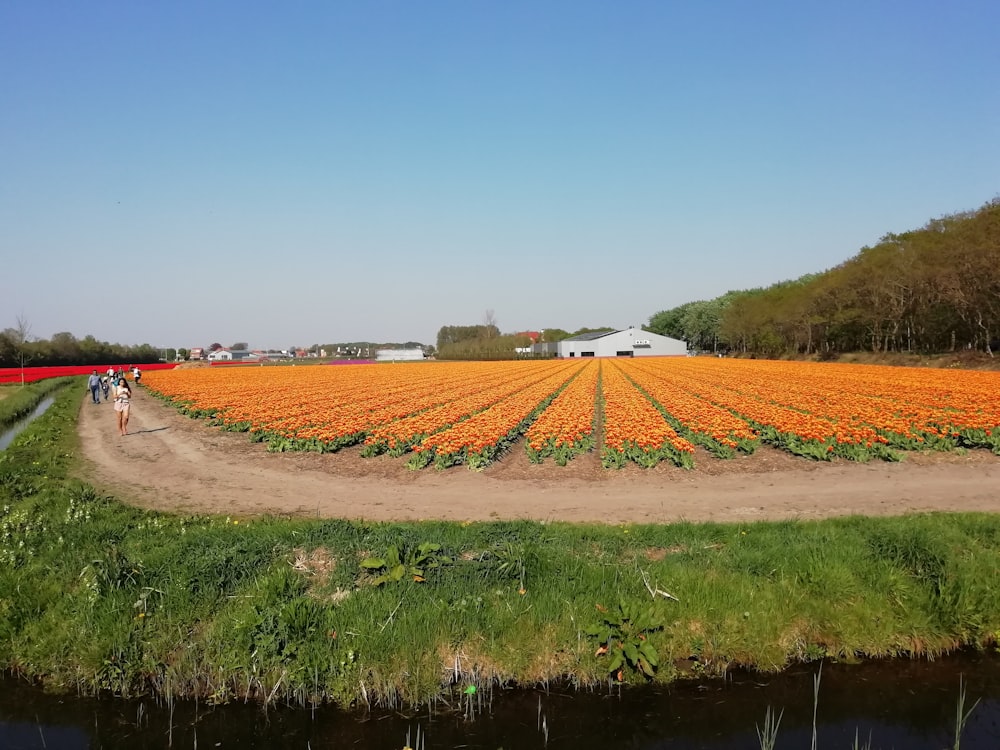 brown field near body of water during daytime