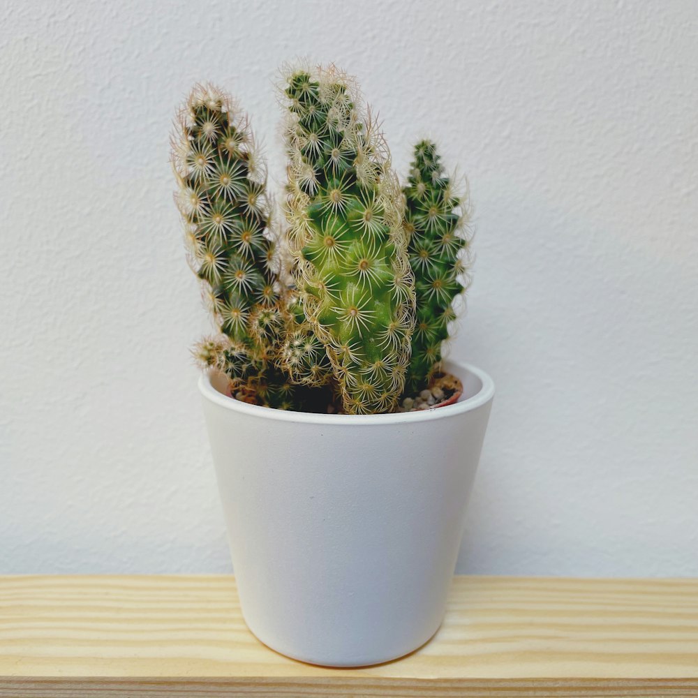 Grüne Kaktuspflanze auf weißem Keramiktopf