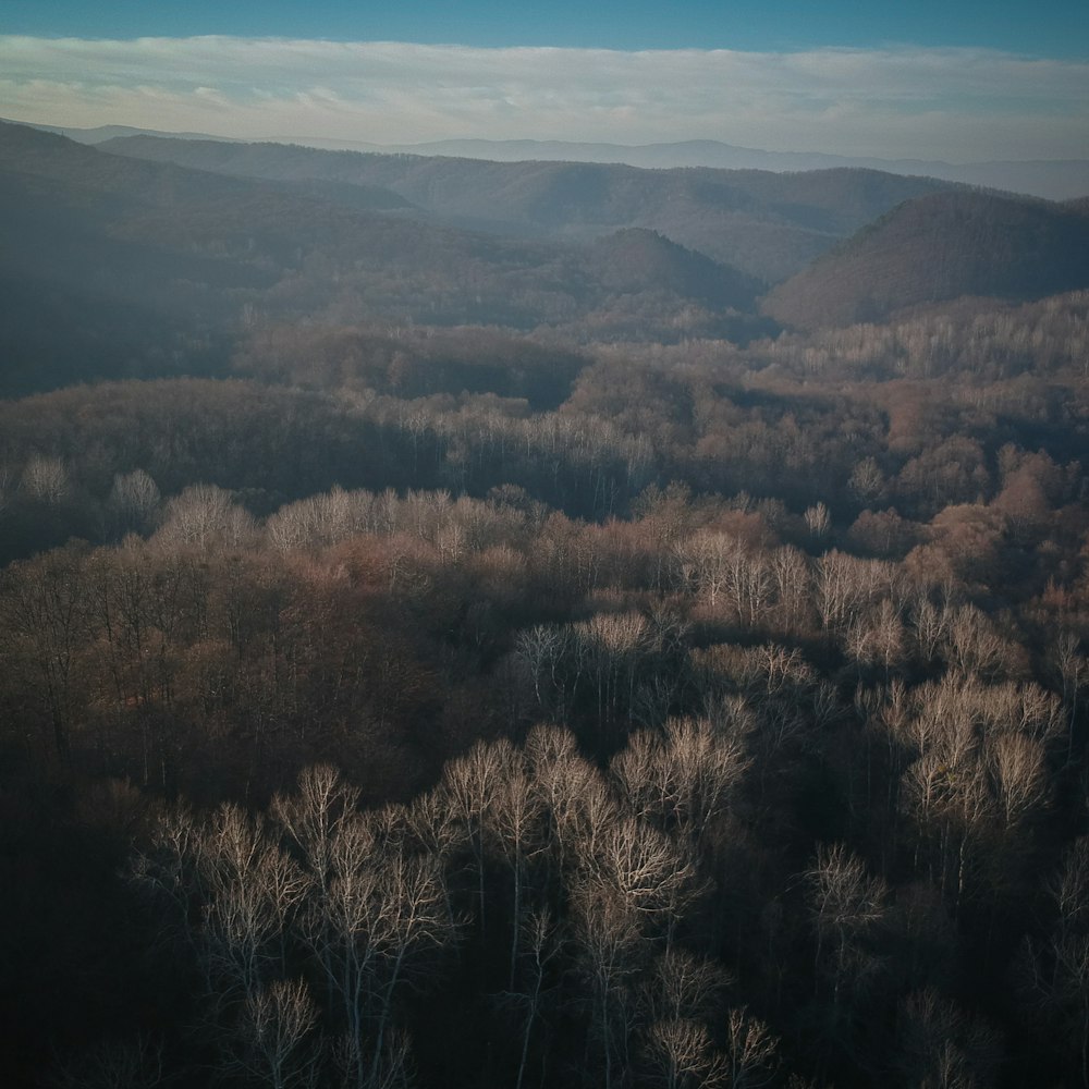 brown trees on mountain under blue sky during daytime