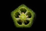 green fruit with water droplets