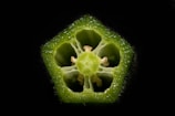 A close-up cross-section of a fresh, vibrant green okra pod displaying its star-shaped structure and detailed texture. The seeds are visible within the hollow chambers.