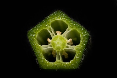 A close-up cross-section of a fresh, vibrant green okra pod displaying its star-shaped structure and detailed texture. The seeds are visible within the hollow chambers.