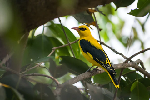 The Golden Oriole