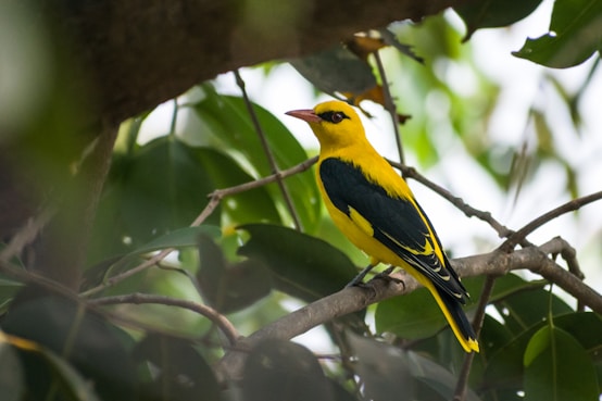 The Golden Oriole