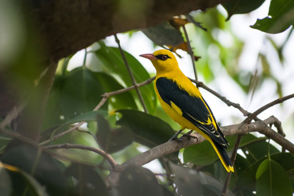 pássaro amarelo e preto no galho da árvore