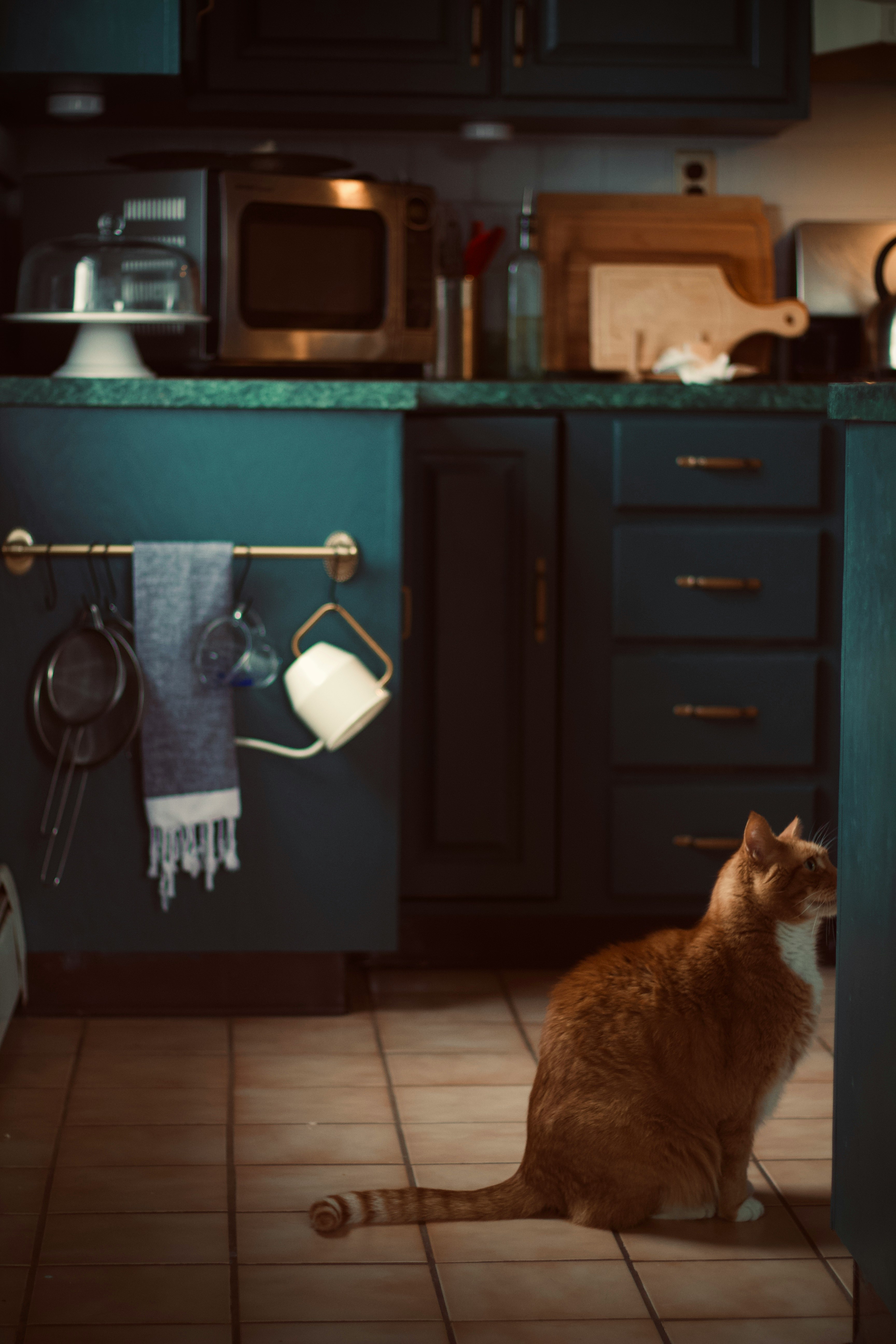 orange tabby cat on black wooden cabinet