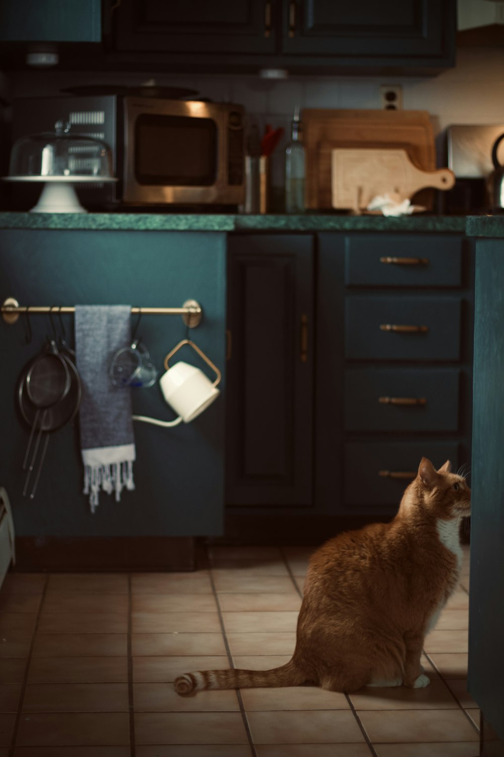 orange tabby cat on black wooden cabinet