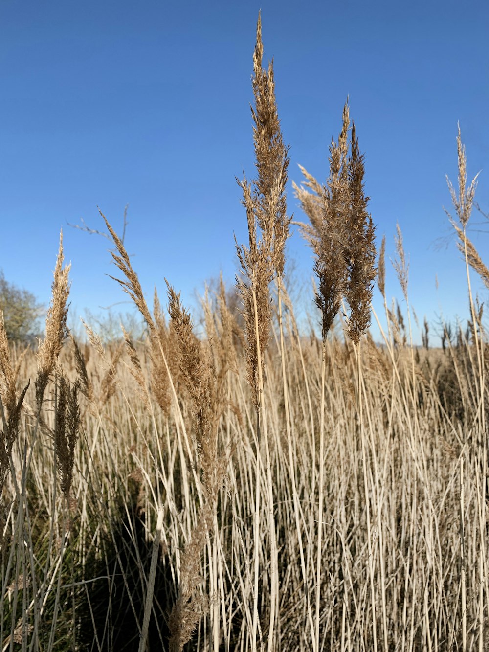 brown grass field under blue sky during daytime