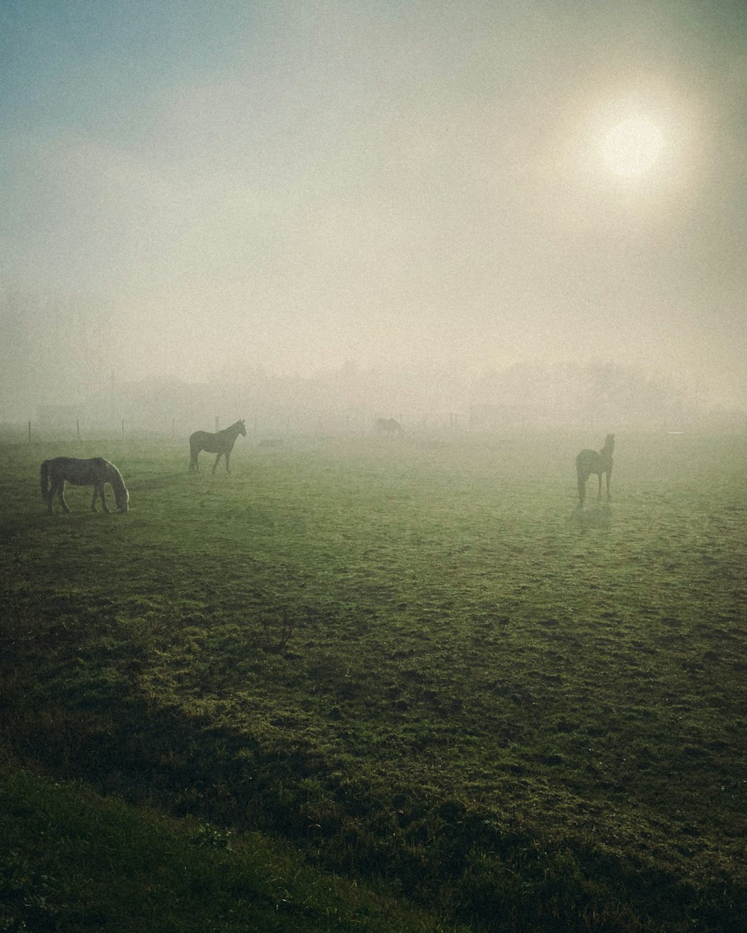 white horse on green grass field during foggy day