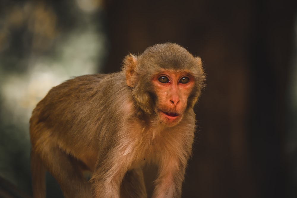 brown monkey in tilt shift lens