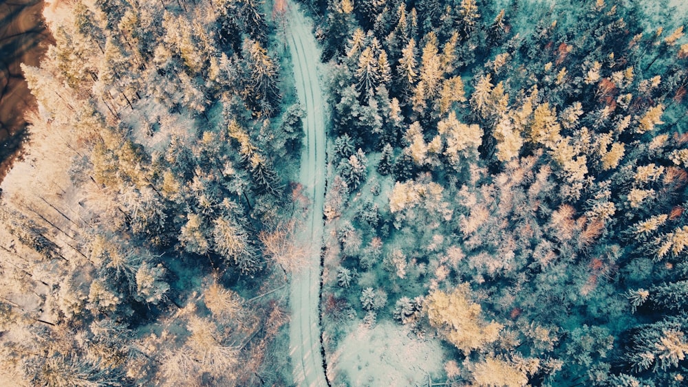 aerial view of road between trees