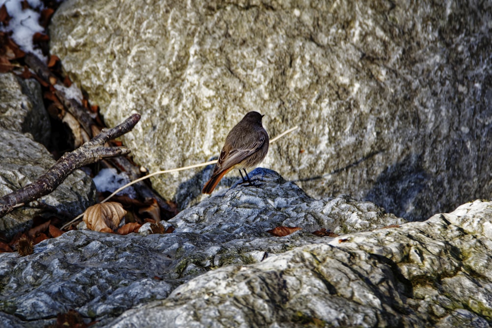 brown bird on gray rock