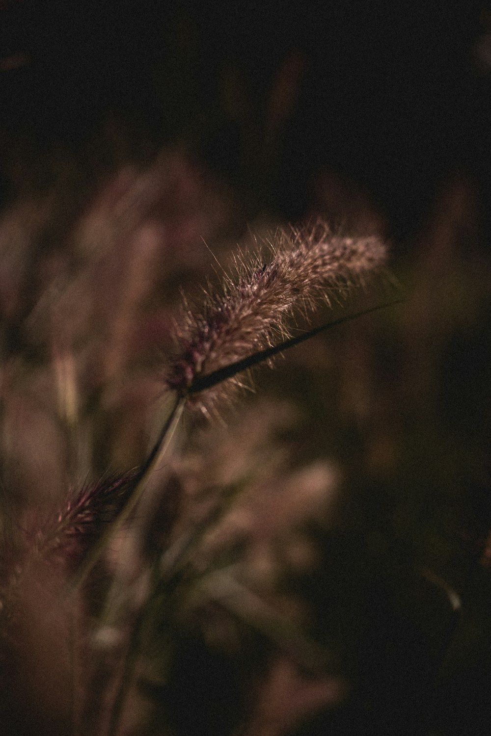 brown plant in close up photography