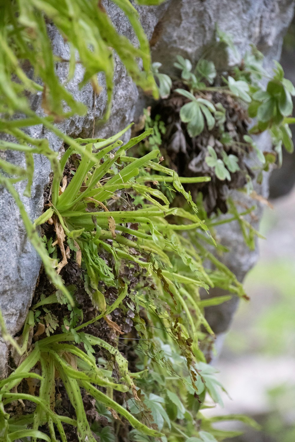 Grüne Pflanze auf grauem Fels