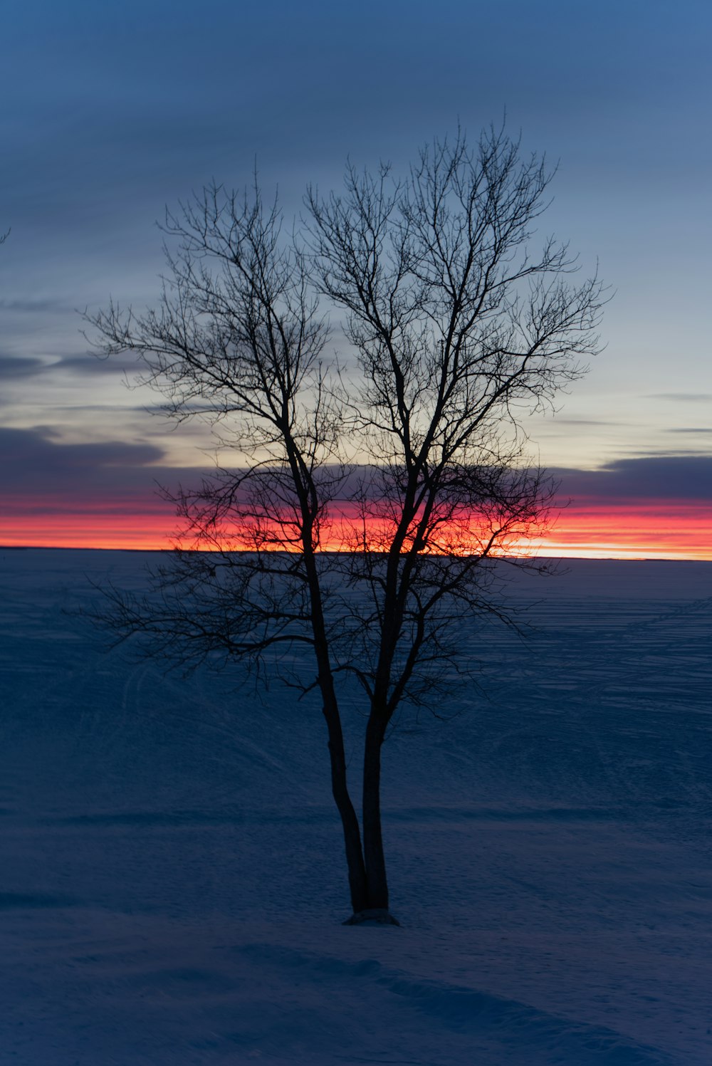 leafless tree on blue body of water during sunset