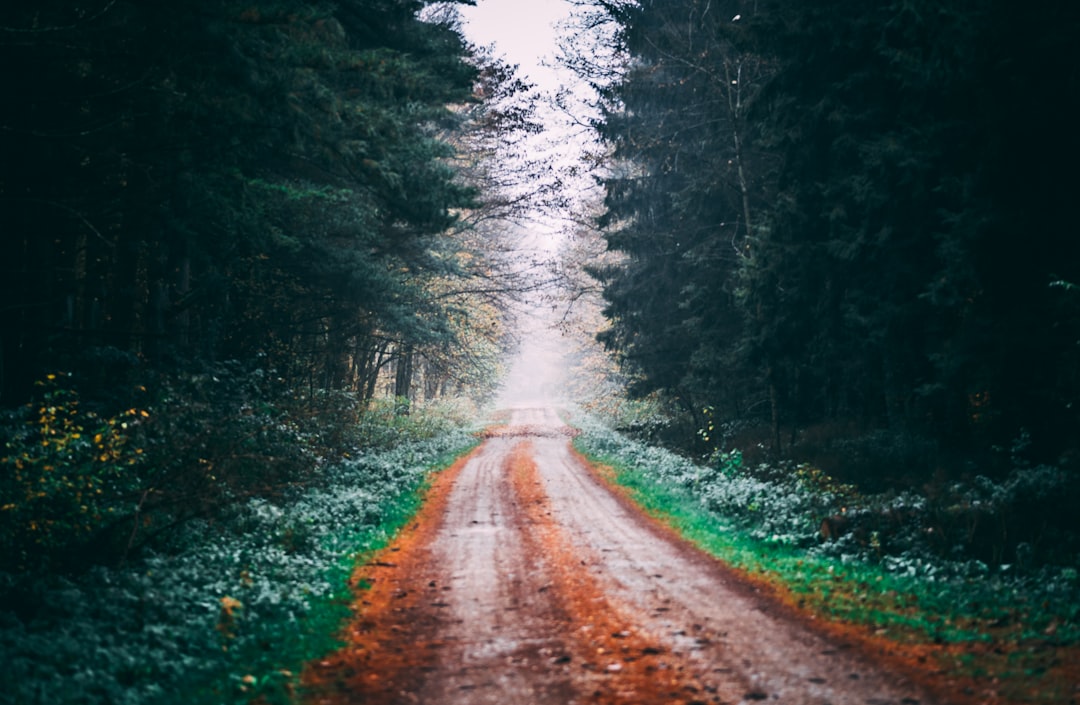 brown dirt road between green trees during daytime